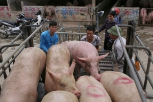 Giá heo hơi hôm nay 4/3: Cao nhất 57.000 đồng/kg