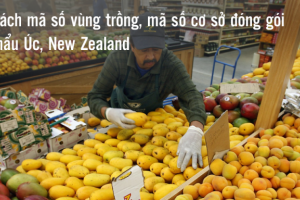 Việt Nam kỳ vọng vào tăng cường hợp tác với Australia và New Zealand