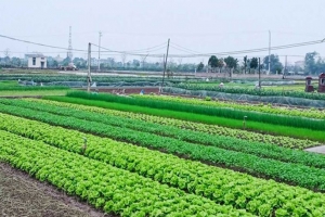 Xây nhà trên đất nông nghiệp có được cấp sổ đỏ?