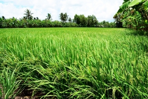 Cà Mau phê duyệt kế hoạch sử dụng đất năm 2024 của huyện U Minh
