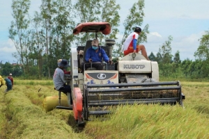 Giá lúa gạo hôm nay 12/03: Tiếp tục đi ngang