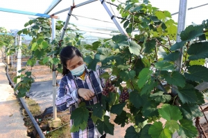 Nông dân Vĩnh Phúc góp phần xây dựng nền nông nghiệp an toàn