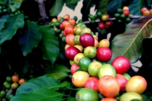 Giá cà phê hôm nay 16/3: Thị trường trong nước "nóng" trở lại