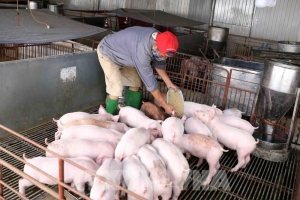 Giá heo hơi hôm nay 9/2: Thị trường cả nước tăng giá tới 3.000 - 4.000 đồng/kg