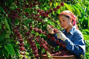 Giá cà phê hôm nay 16/3: Đồng loạt giảm 1,500 đồng/kg