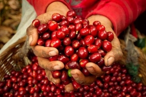 Giá cà phê hôm nay 25/1: Nội địa bật tăng tới 1.800 đồng/kg
