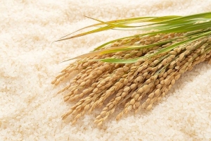Giá lúa gạo hôm nay 22/03: Đồng loạt giảm 100 - 300 đồng/kg