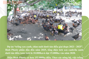 Bình Phước: Đến năm 2025, tổng diện tích xen canh/đa canh dưới tán điều là 10.000 ha