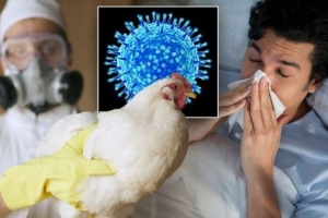 Cúm A/H5N1 nguy hiểm thế nào mà nhiều bệnh nhân tử vong?