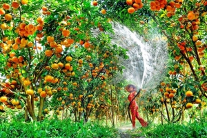 Cần Thơ: Huyện Phong Ðiền hỗ trợ nông dân phát huy hiệu quả vườn cây ăn trái