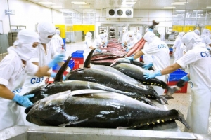 Vì sao, xuất khẩu cá ngừ của Việt Nam không giữ được đà tăng trưởng
