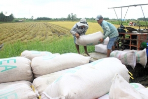Giá lúa gạo hôm nay 27/03: Điều chỉnh giảm với lúa, thị trường gạo giao dịch chậm