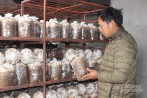 Nam Định: Hiệu quả từ phát triển nghề trồng nấm