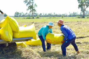 Giá lúa gạo hôm nay 30/3: Giá gạo tiếp tục giảm