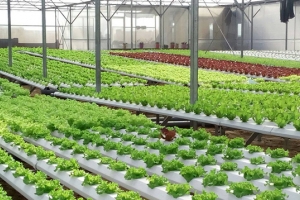 Thúc đẩy phát triển nông nghiệp đô thị hiệu quả ở thành phố Nam Định