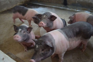 Giá heo hơi hôm nay 3/4: Tăng 1.000 đồng/kg