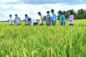 Đối tượng nào triển khai Đề án 1 triệu ha lúa chất lượng cao phát thải thấp gắn với tăng trưởng xanh?