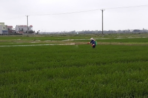 Sâu bệnh “hoành hành” lúa xuân, ngành nông nghiệp Nam Định khuyến cáo điều gì?