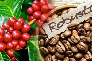 Giá cà phê hôm nay 1/3: Áp lực tồn kho và vụ mùa Brazil đè nặng, nội địa tìm điểm cân bằng