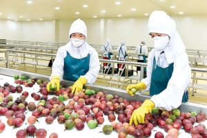 Rau, củ, quả Việt cạnh tranh với Nam Mỹ và Châu Phi ở thị trường Pháp như thế nào?