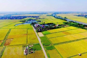 Điều kiện xây dựng công trình trên đất trồng lúa phục vụ trực tiếp sản xuất nông nghiệp