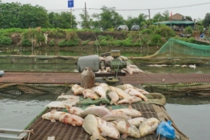Cá chết hàng loạt ở Hải Dương, người nuôi cá lồng chịu thiệt hại