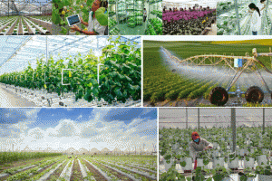 Kon Tum tăng cường ứng dụng tiến bộ kỹ thuật, công nghệ vào sản xuất, thúc đẩy chuyển đổi số trong nông nghiệp