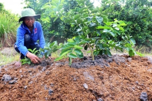 Long An triển khai kế hoạch phát triển sản xuất và sử dụng phân bón hữu cơ