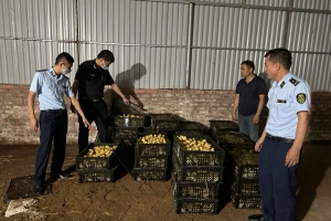 Quảng Ninh: Thu giữ hơn 10.000 con vịt giống không rõ nguồn gốc, xuất xứ