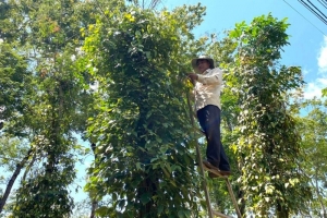 Giá tiêu hôm nay 28/4: Giá tiêu cuối tuần lên đỉnh 98.000 đồng/kg