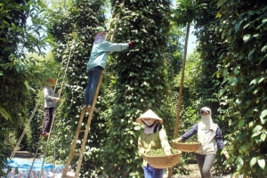 Giá tiêu hôm nay 17/3: Cao nhất 159.000 đồng/kg