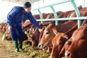 Kon Tum thu hút có chọn lọc các dự án chăn nuôi