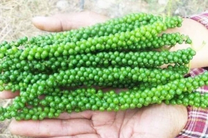 Giá tiêu hôm nay 1/5: Đi ngang ở mốc 97.000 – 98.000 đồng/kg