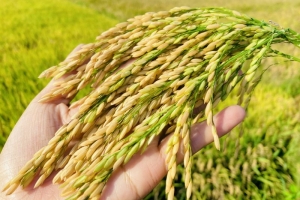Giá lúa gạo hôm nay 1/5: Tiếp tục đi ngang