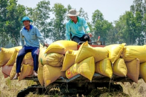 Giá lúa gạo hôm nay 5/5: Giá gạo xuất khẩu bật tăng trở lại