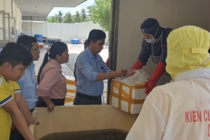 Phát hiện trên 500 kg tôm nguyên liệu chứa tạp chất