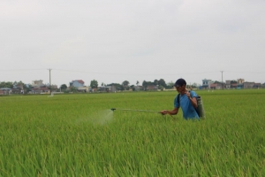 Chủ động phòng, trừ sâu cuốn lá nhỏ lứa 2