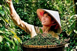 Xuất khẩu hồ tiêu: Kỳ vọng tạo cú huých cán mốc 1 tỷ USD