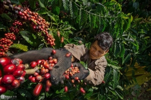 Giá cà phê hôm nay 13/5: Tăng 1.500 đồng/kg