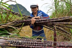 Kirin Capital: Thị trường mía đường dự báo có nhiều thuận lợi trong niên vụ 2023-2024