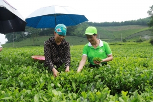 Thái Nguyên: Huyện Đại Từ lần đầu tiên tổ chức Hội thi “Bàn tay vàng hái chè nhanh”