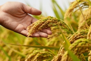 Giá lúa gạo hôm nay 19/5: Tiếp tục đi ngang, tuần qua giá xuất khẩu khởi sắc