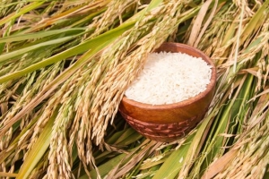 Giá lúa gạo hôm nay 20/5: Các loại gạo biến động trái chiều