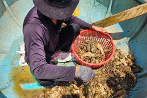 Phú Yên: Vì sao hiện tượng tôm hùm, cá biển bị chết đột ngột hàng loạt?