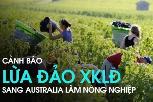 Ngăn chặn tình trạng lừa đảo đưa lao động Việt Nam qua Australia làm việc trong ngành nông nghiệp