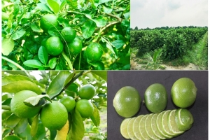Những kết quả nổi bật trong hoạt động sở hữu trí tuệ