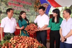 Vải thiều Bắc Giang đã đến với các thị trường ở hơn 30 quốc gia