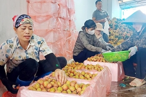 Bắc Giang: Tiêu thụ 35 nghìn tấn vải thiều sớm giá cao