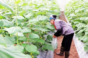 Bắc Ninh xây dựng 3 vùng phát triển nông, lâm nghiệp, thủy sản tập trung