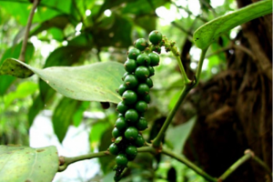 Giá tiêu hôm nay 7/6: Tại Đắk Nông giá tăng lên 153,000 đồng/kg